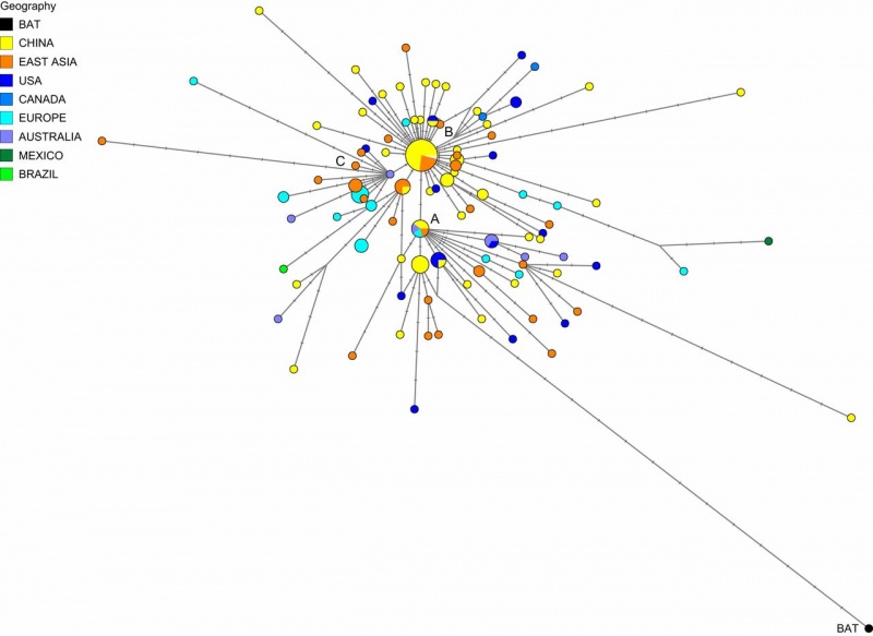 Datei:Phylogenetic network of SARS-CoV-2 genomes.jpg